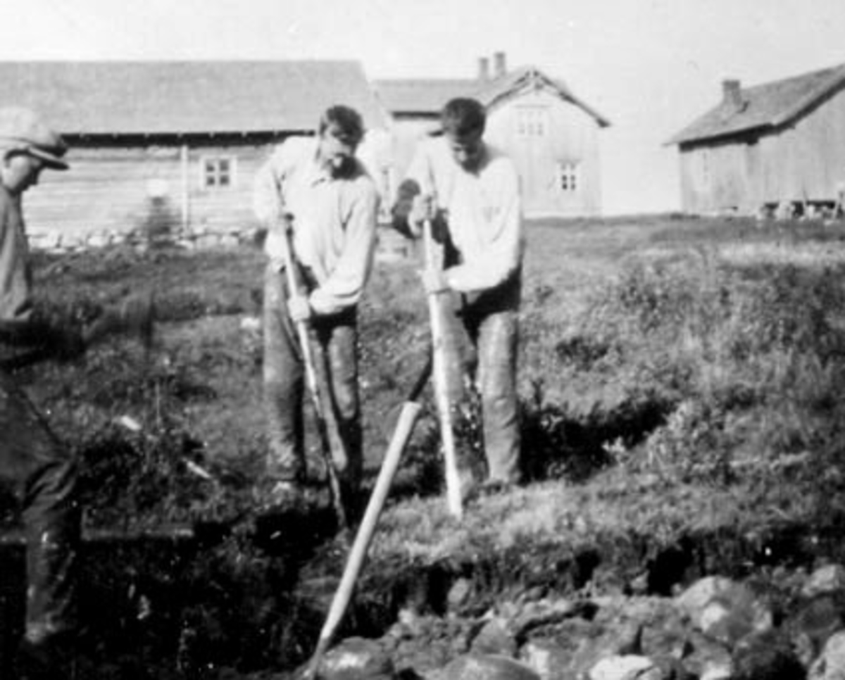 Anno Domkirkeodden, ÅKERBRYTING MED SPETT, TIL VENSTRE: OTTAR MOSHAUG, EMIL MOSHAUG, PER MOSHAUG, SVEEN, VALLSET,