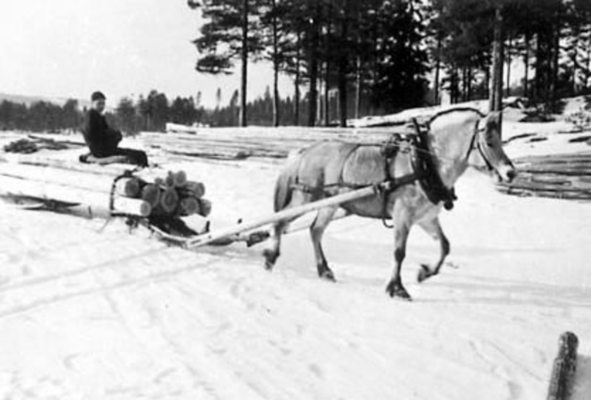 Anno Domkirkeodden, TØMMERKJØRING MED HEST, FJORDING, KJELL VESTLI KJØRER, VINTER, BJØRNSTADFLØTA, STANGE ALLMENNING