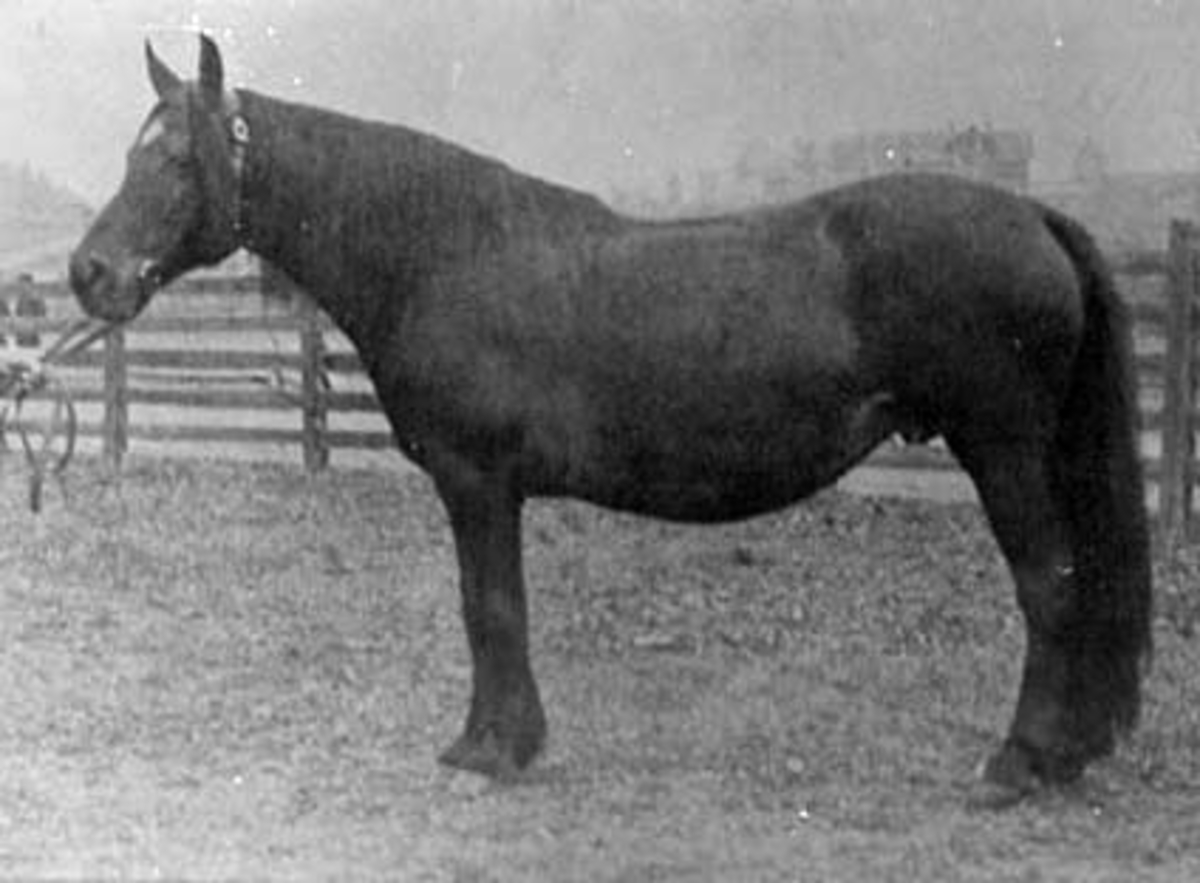 Anno Domkirkeodden, HEST, STJERNA FØDT : 1893 NR. 969, DILLERUD, TANGEN,
