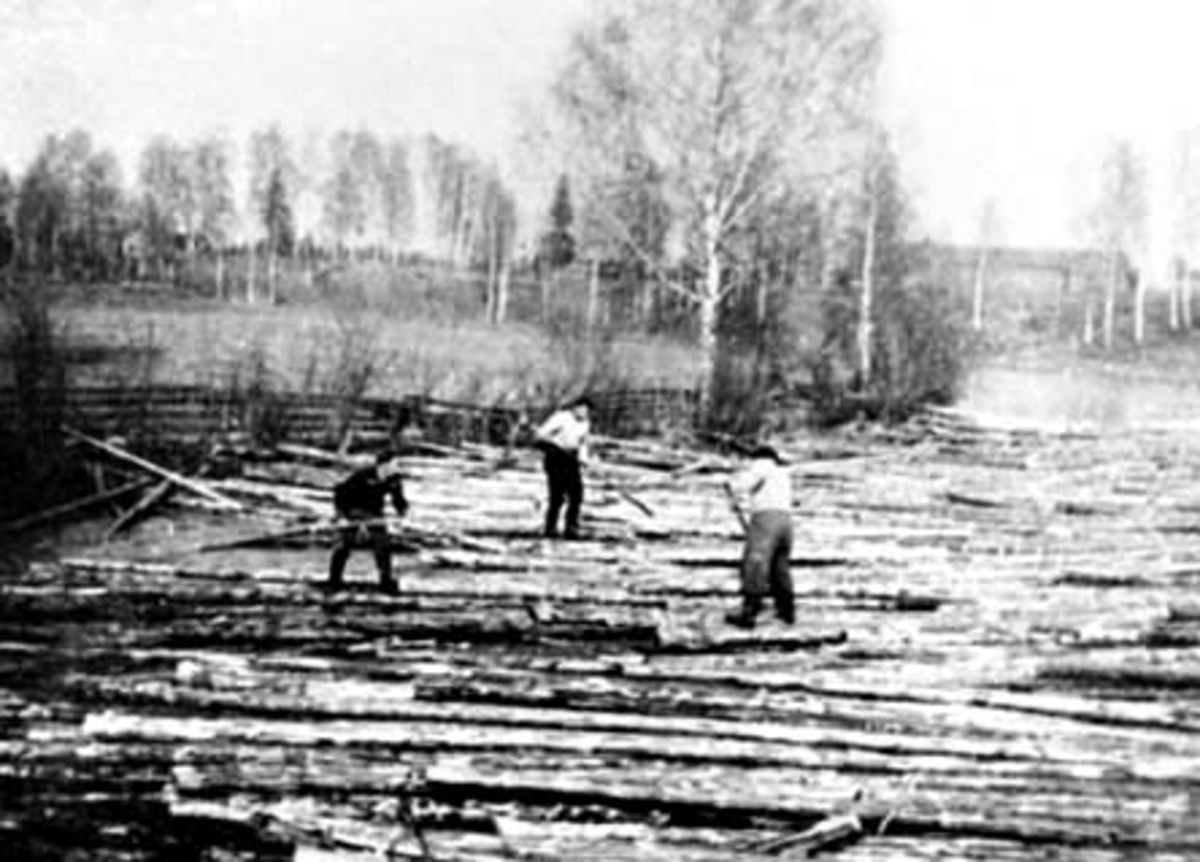 Anno Domkirkeodden, TØMMERFLØTING I SVARTELVA, GRUPPE: 3 TØMMERFLØTERE, FLØTERBAS SVEVAD, I BAKGRUNNEN. LÅVEN PÅ HORNE, ROMEDAL,
