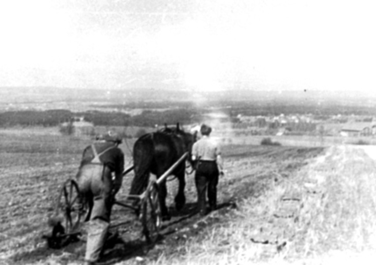 Anno Domkirkeodden, VÅRONN PETTER PEDERSEN MED HEST, SLÅDDING, BJØRNSTAD,
