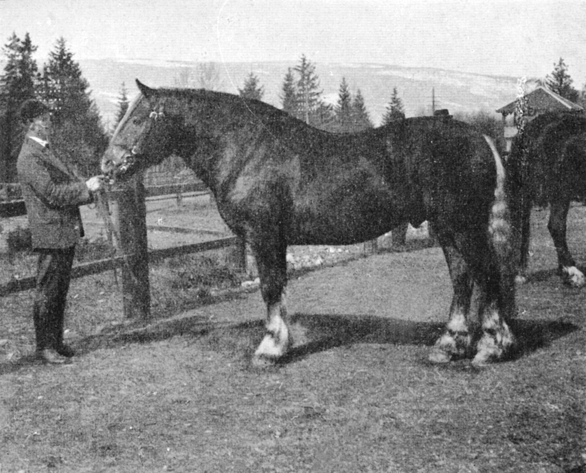 Anno Domkirkeodden, HEST, STEINRØD 1091, STANGE