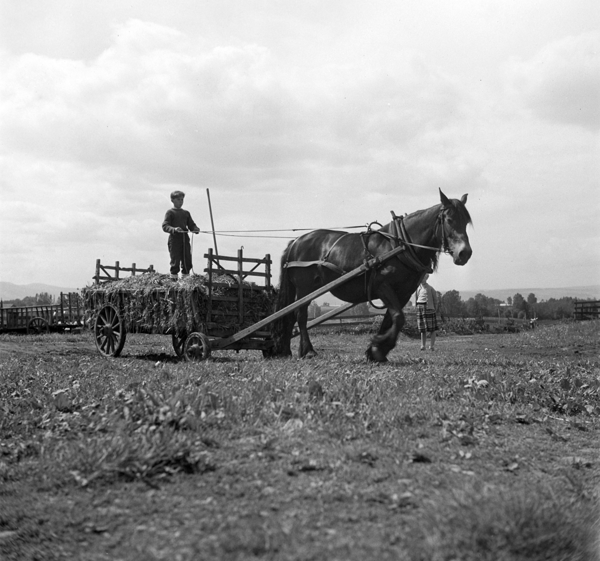 Anno Domkirkeodden, HØYONN, ROLF JENSEN KJØRER HEST MED HØYVOGN, GRAS TIL SILOLEGGING, ELSE KARIN HANSEN I BAKGRUNNEN, FOKHOL GÅRD