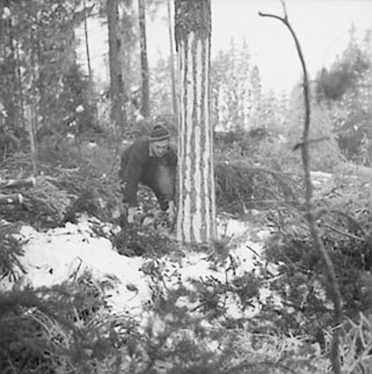 Anno Domkirkeodden, SKOGBRUK, TØMMERHUGGING, TØMMERHUGGER MED MOTORSAG, VINTER, SNEKKERSVEDRIFTA, PRESTMARKA, STANGE