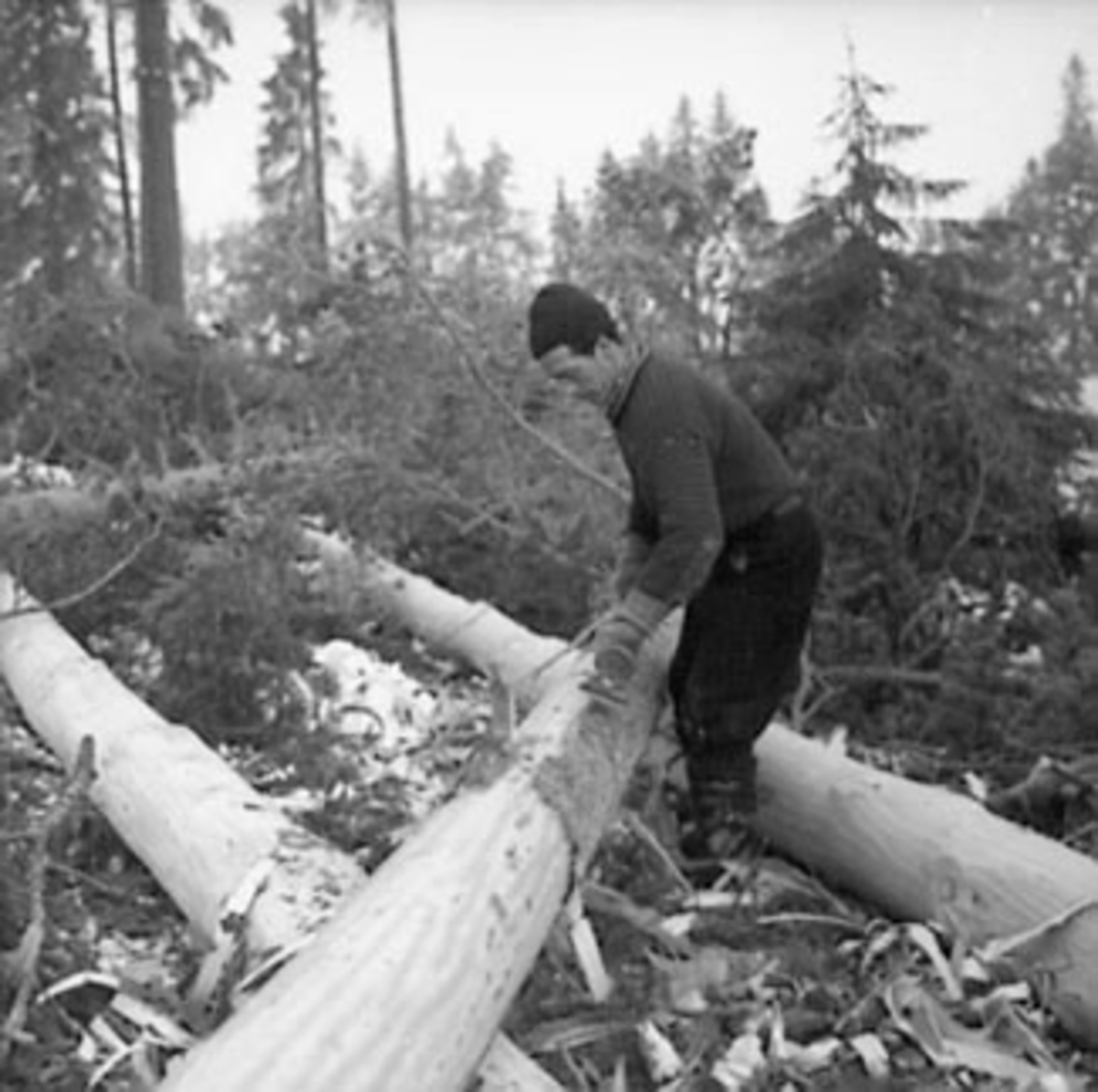 Anno Domkirkeodden, SKOGBRUK, BARKING, VINTER, SNEKKERSVEDRIFTA, PRESTMARKA, STANGE