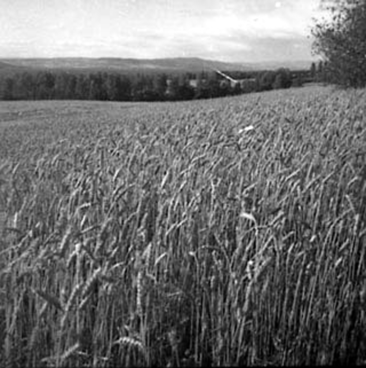 Anno Domkirkeodden, OVERSIKT, KORNÅKER, HUSEBY GÅRD,