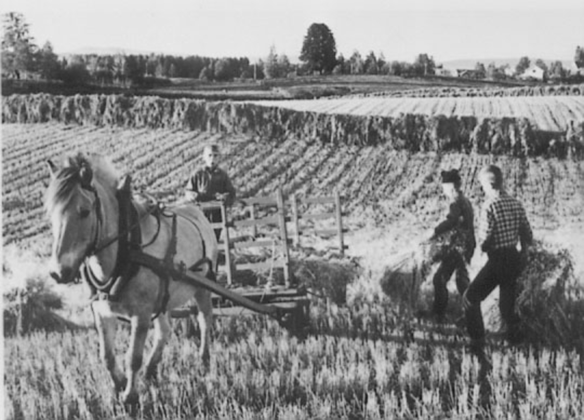 Normann Helger, SLÅTTONN, HEST, KJERRE, HESJE, GULKUNRUD GÅRD, OTTESTAD, Skuronn på Guldkundrud med hest og vogn ca 1960. Fra venstre Ola Gillund, Erik Follestad og Arne Gillund