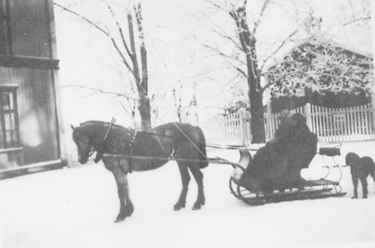 Normann Helger, HEST MED SLUFFE, HUND, VINTER, STOR REE, RE STORE/KJERNMYR. /HAUG