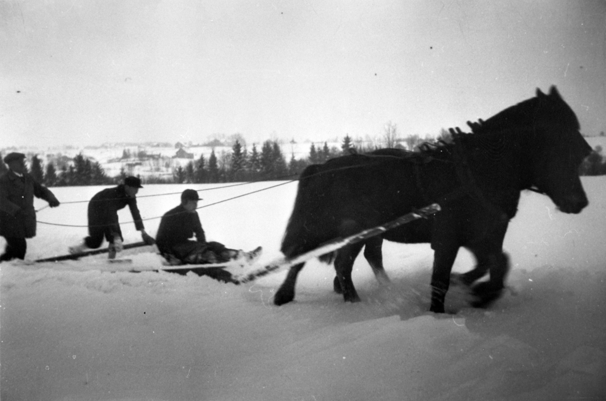 Normann Helger, SNØPLOGKJØRING MED HESTER "KAISA" OG "DOLLING", HENRIK REE, ANDERS REE, HENRIK WALDEMAR REE VED TØMMENE, STANGE, RE STORE/KJERNMYR. /HAUG, VINTER