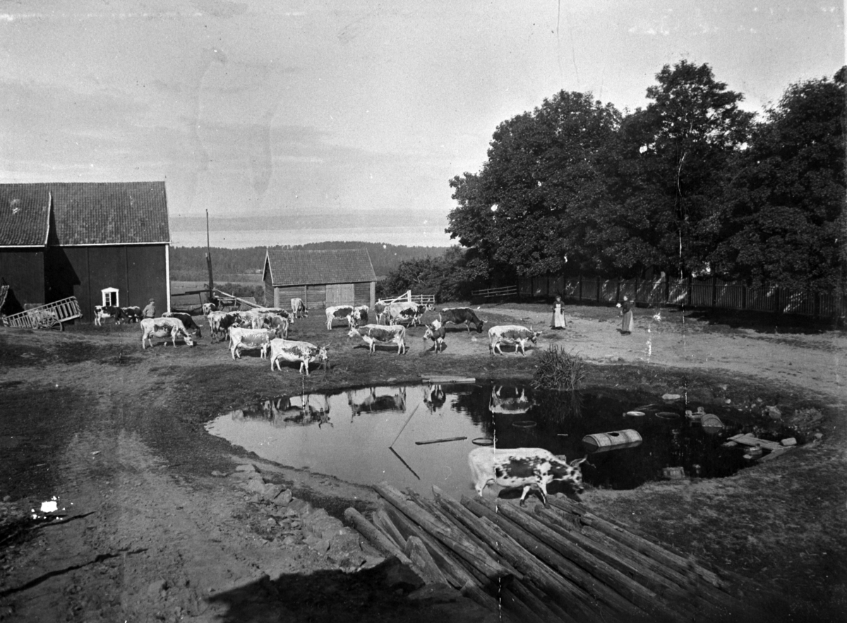 Normann Helger, GARDSTUN, GÅRDSDAM, KUER, , RE STORE/KJERNMYR. /HAUG