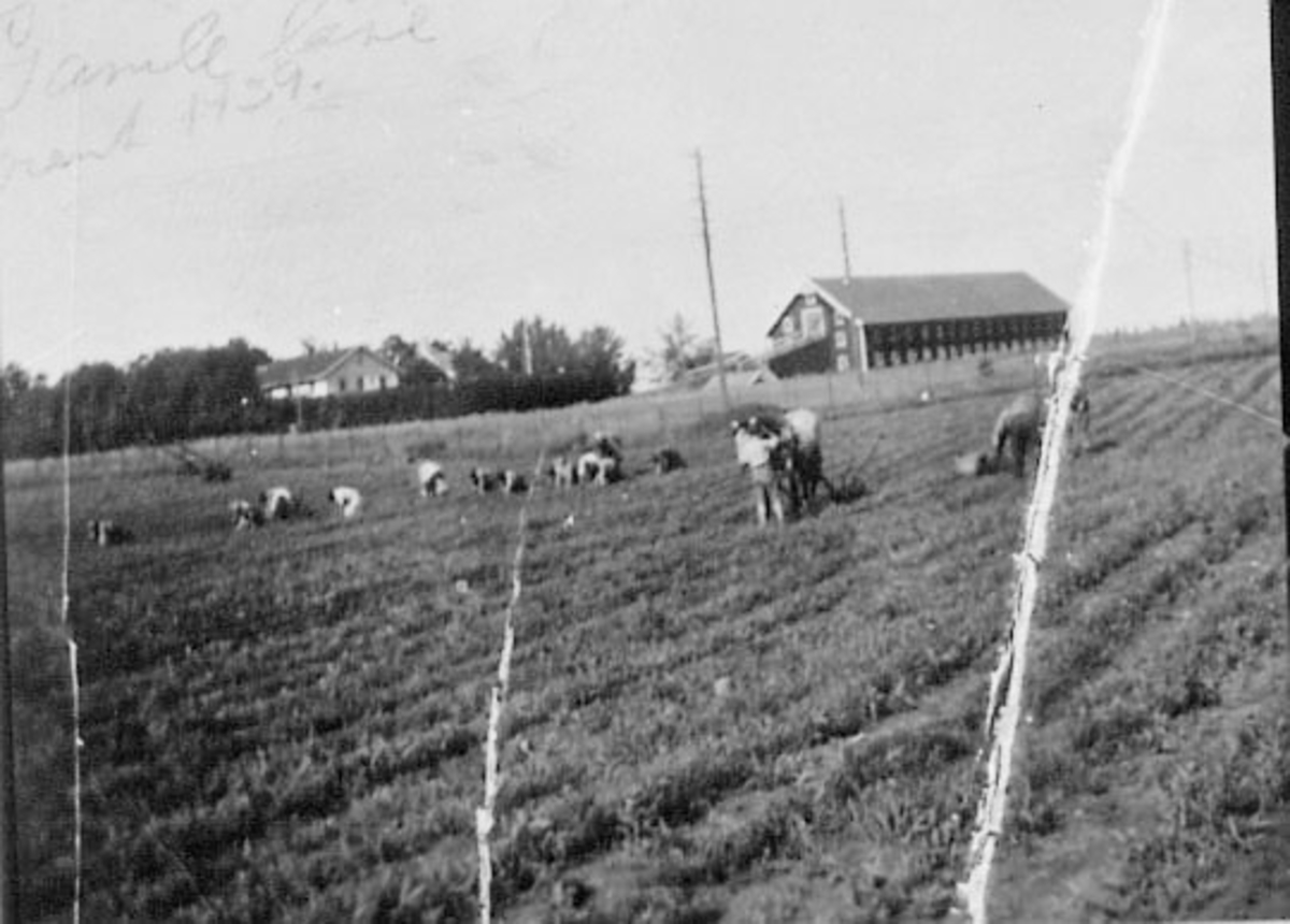 Normann Helger, POTETPLUKKING, FOLK, HEST, GUAAKER SØNDRE