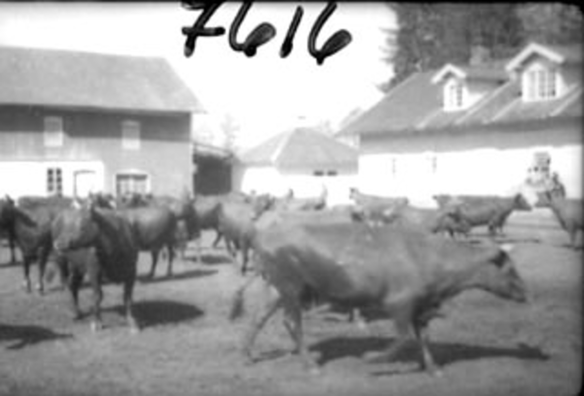 Anno Domkirkeodden, KUSLEPP PÅ ATLUNGSTAD