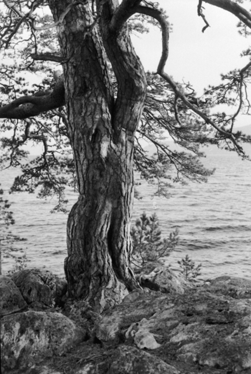 Anno Domkirkeodden, FURUTRE VED MJØSA PÅ TANGEN, VOKSER PÅ STEINRØYS