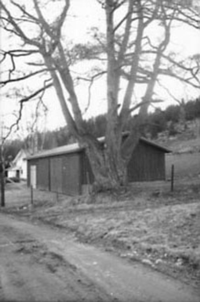 Anno Domkirkeodden, STORT TRE
