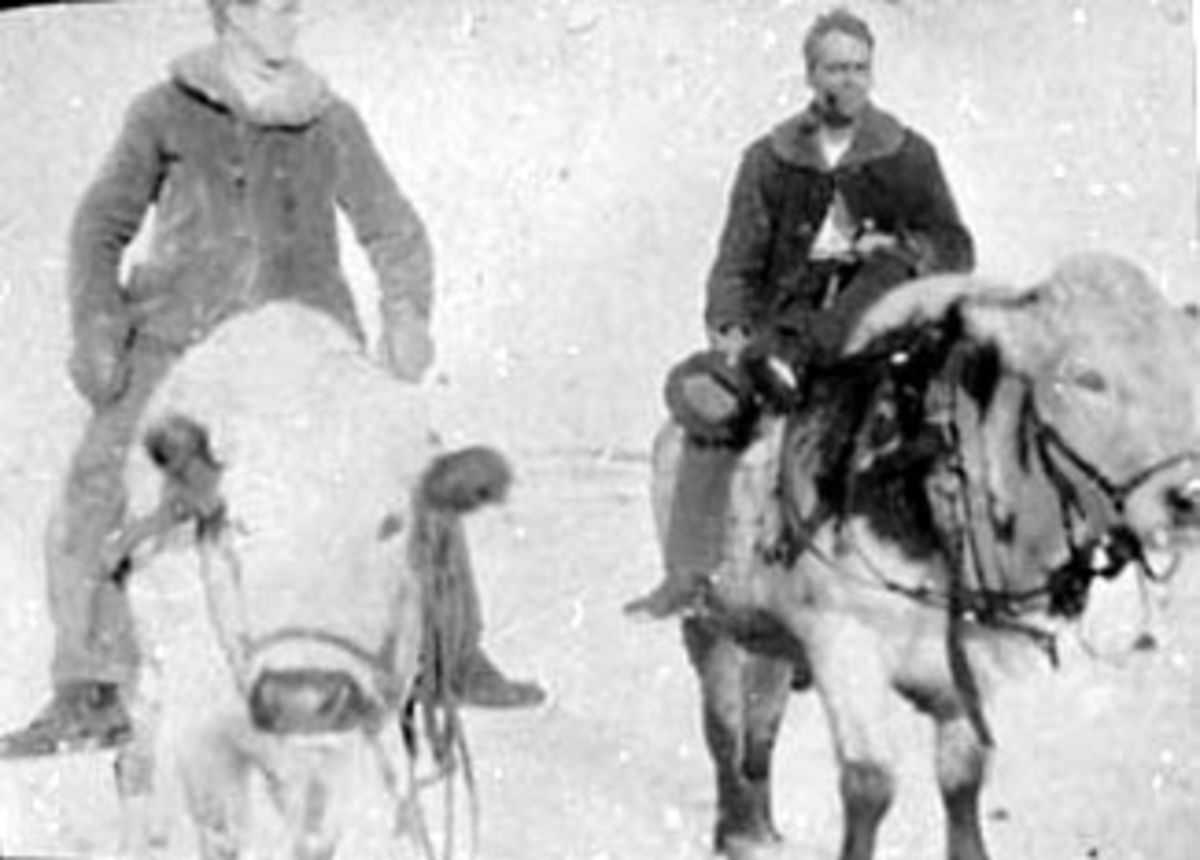 Normann Helger, 2 RYTTERE PÅ OKSER, TIL VENSTRE: HARALD H. KARLSTAD, STAMPEDE, N. DAK. USA, UTVANDRER FRA TANGEN