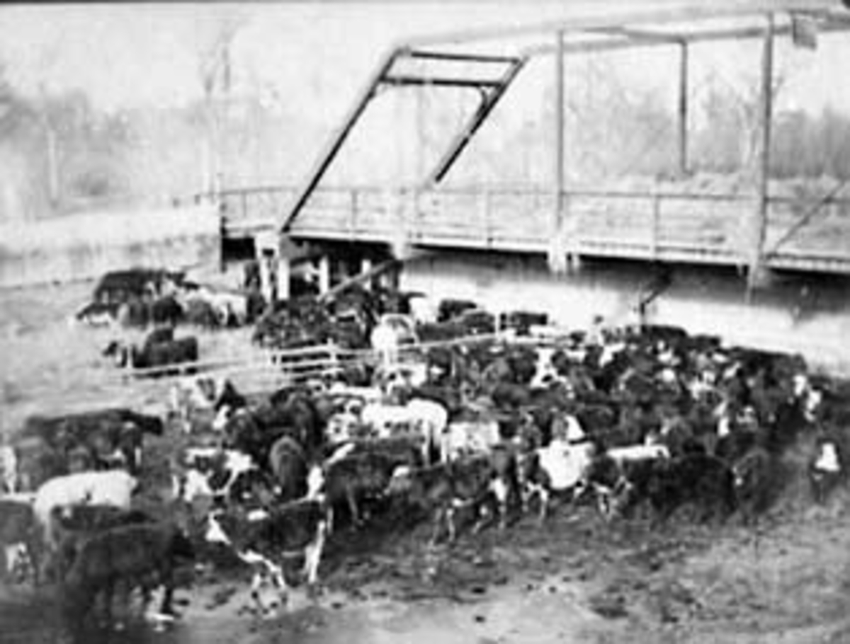 Normann Helger, OVERSIKT SIMEN HESTNÆS FARM, MOUSE RIVER, VERENDRYE, N. DAK. , USA, STOR KVEGFLOKK, KUER