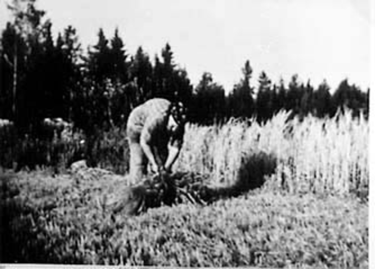 Anno Domkirkeodden, SKURONN, MAGNHILD SKANDSEN BINDER KORNBAND, HUSE ØSTRE