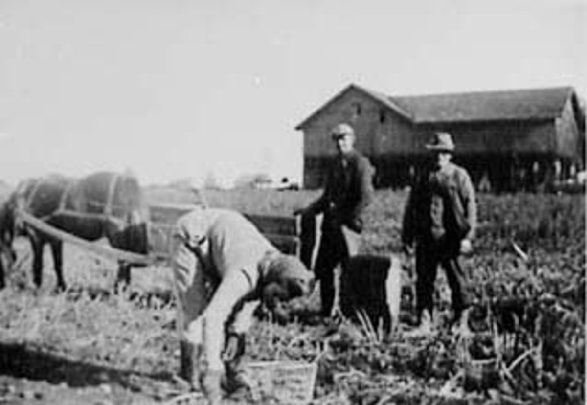 Anno Domkirkeodden, POTETONN, POTETPLUKKING, GRUPPE: 3, HELGE LARSEN, HANS NILSEN, UKJENT, HEST, POTETKASSE, POTETSPANN, NØTTESTAD NORDRE