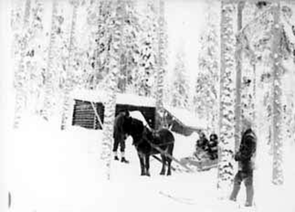 Anno Domkirkeodden, HEST MED SLEDE, BESØK TIL FAMILIEN TORPET I NORD ODAL, KOIE, SKOG, JULEN 1919, FAMILIEN BJØLSETH I SLEDEN STÅENDE FRA VENSTRE: BERNHARD BJØLSETH, I SLEDEN: KARI BJØLSETH, TIL HØYRE: ALF BJØLSETH, MALUNGEN, VALLSET I STANGE.