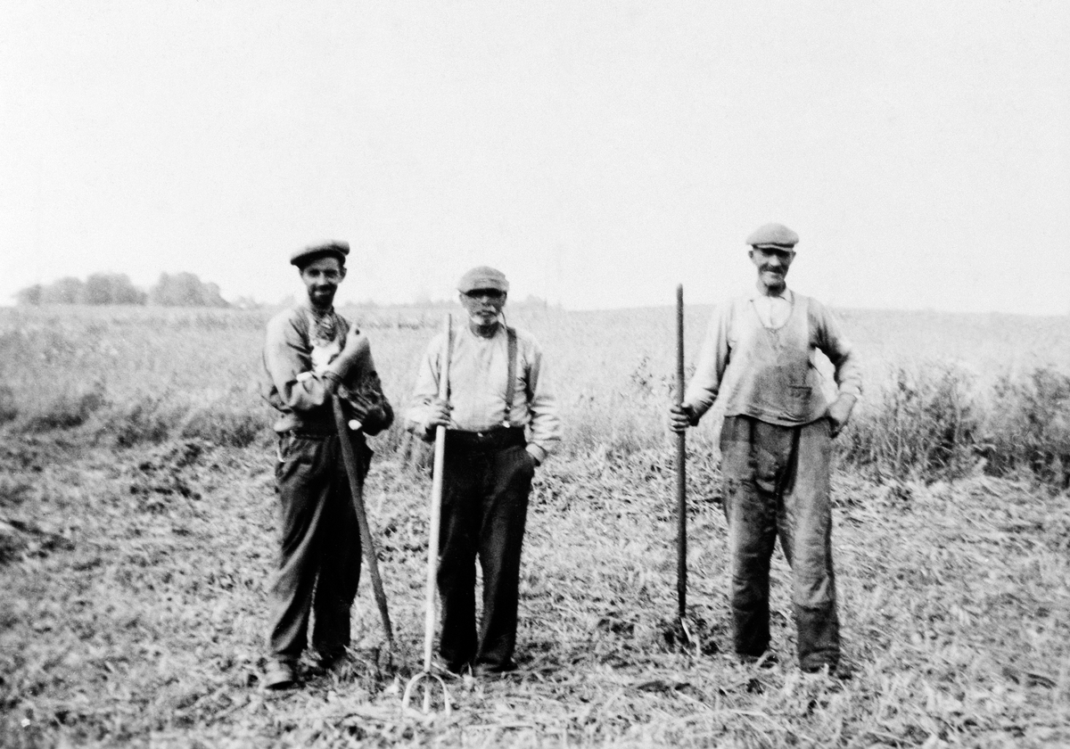 Anno Domkirkeodden, GRUPPE: 3 MENN MED HØYGAFFEL, FRA VENSTRE: PER VESTLI, HANS NILSEN, JOHAN ENGELSTAD, NØTTESTAD NORDRE