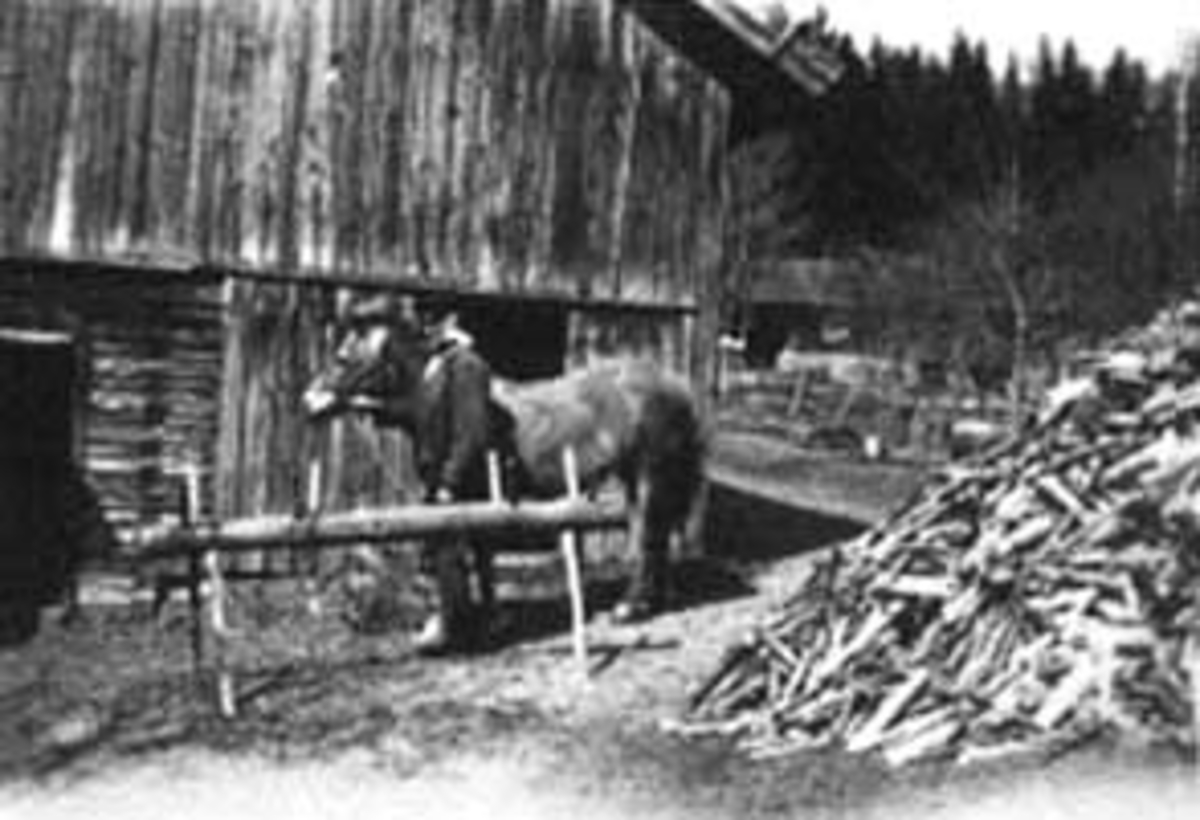Normann Helger, HESTEN BLAKKEN, BOQVIST HOLDER HESTEN, VEDHAUG, UTHUS