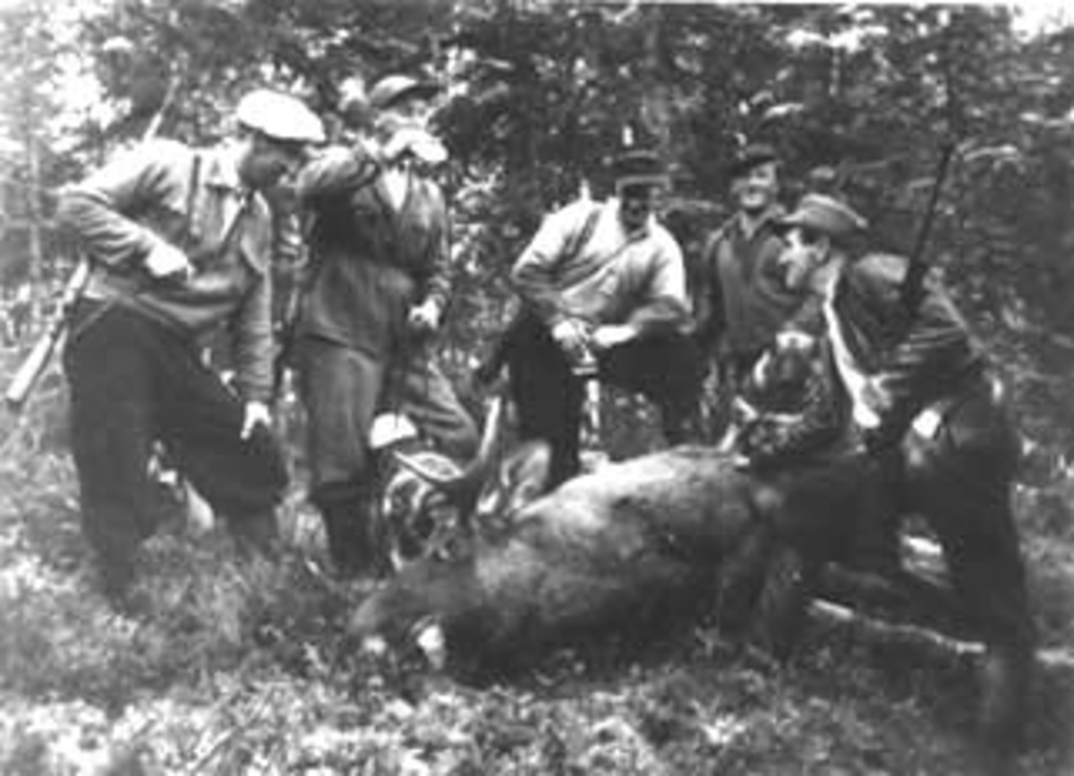 Normann Helger, ELGJAKT, ELG 260 KG. , GRUPPE: 5 ELGJEGERE RUNDT FRA VENSTRE: ALBIN LIEN, SKYTTER MARTIN ØSTHAGEN, HÅKON LIEN, ARNE VESTBY, TORBJØRN STENSRUD