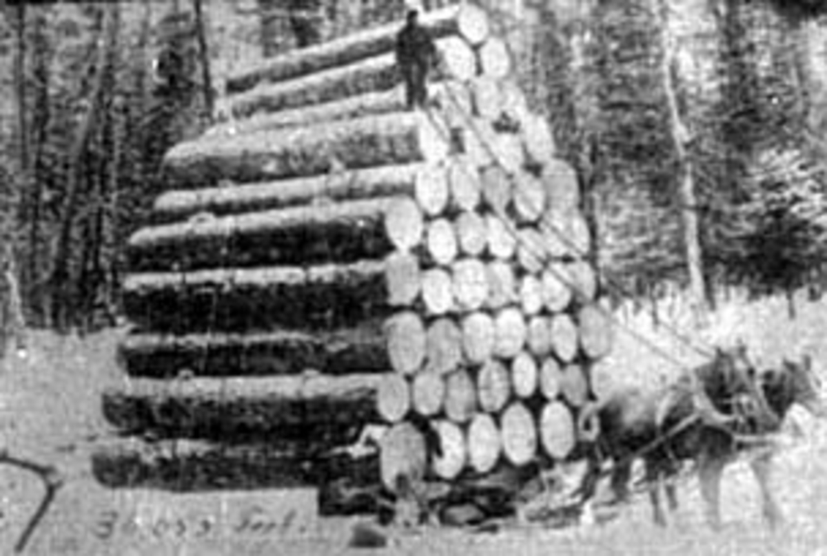 Normann Helger, 2 HESTER MED KJEMPESTORT TØMMERLASS, KJØRKAR GUSTAV ØSTLI, ROMEDAL, SKOG VED WISCONSIN, MINN. USA,