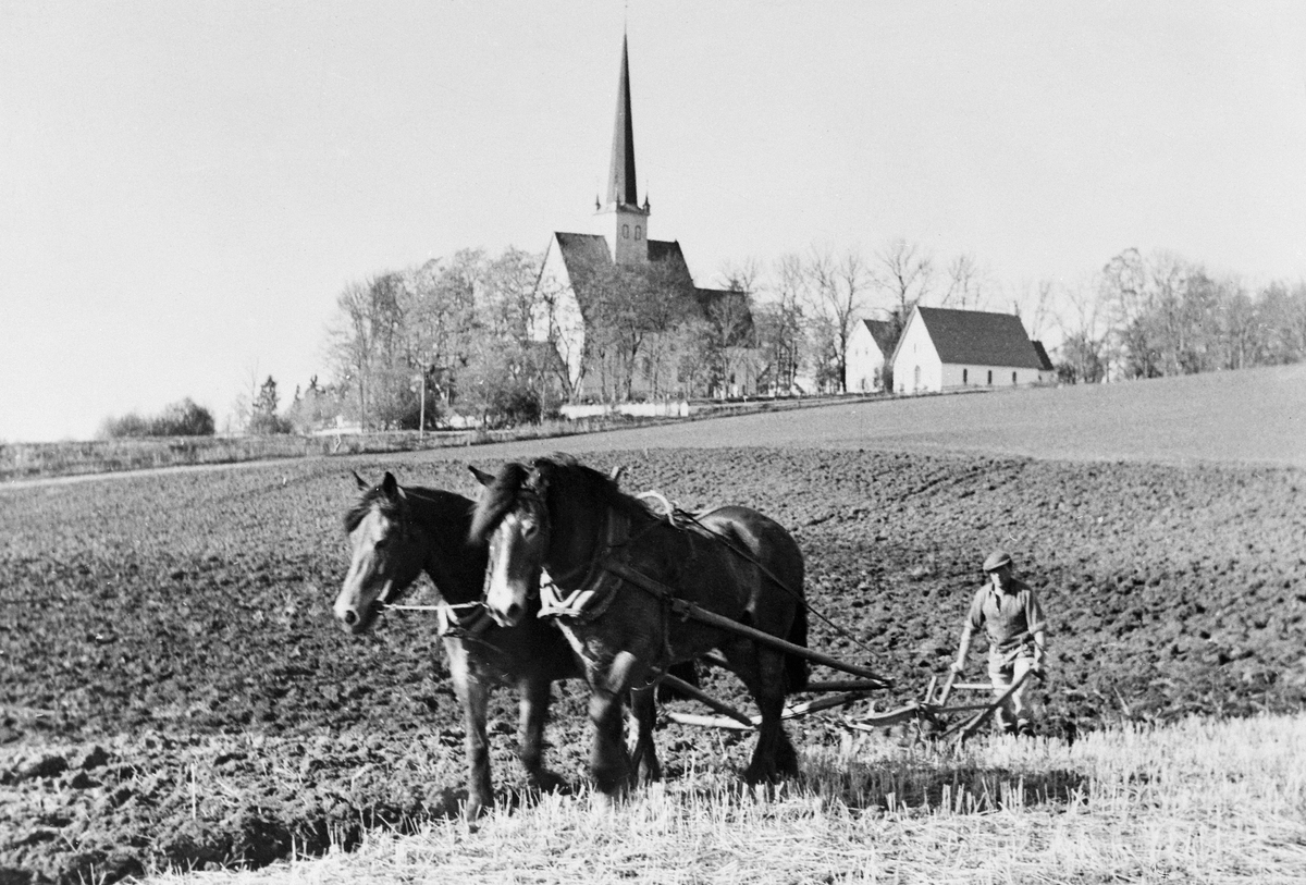 Anno Domkirkeodden, PLØYING MED TO HESTER, TOSPANN, PLOG, VÅRONN, THOMSEN, ALM ØSTRE GÅRD, STANGE KIRKE,