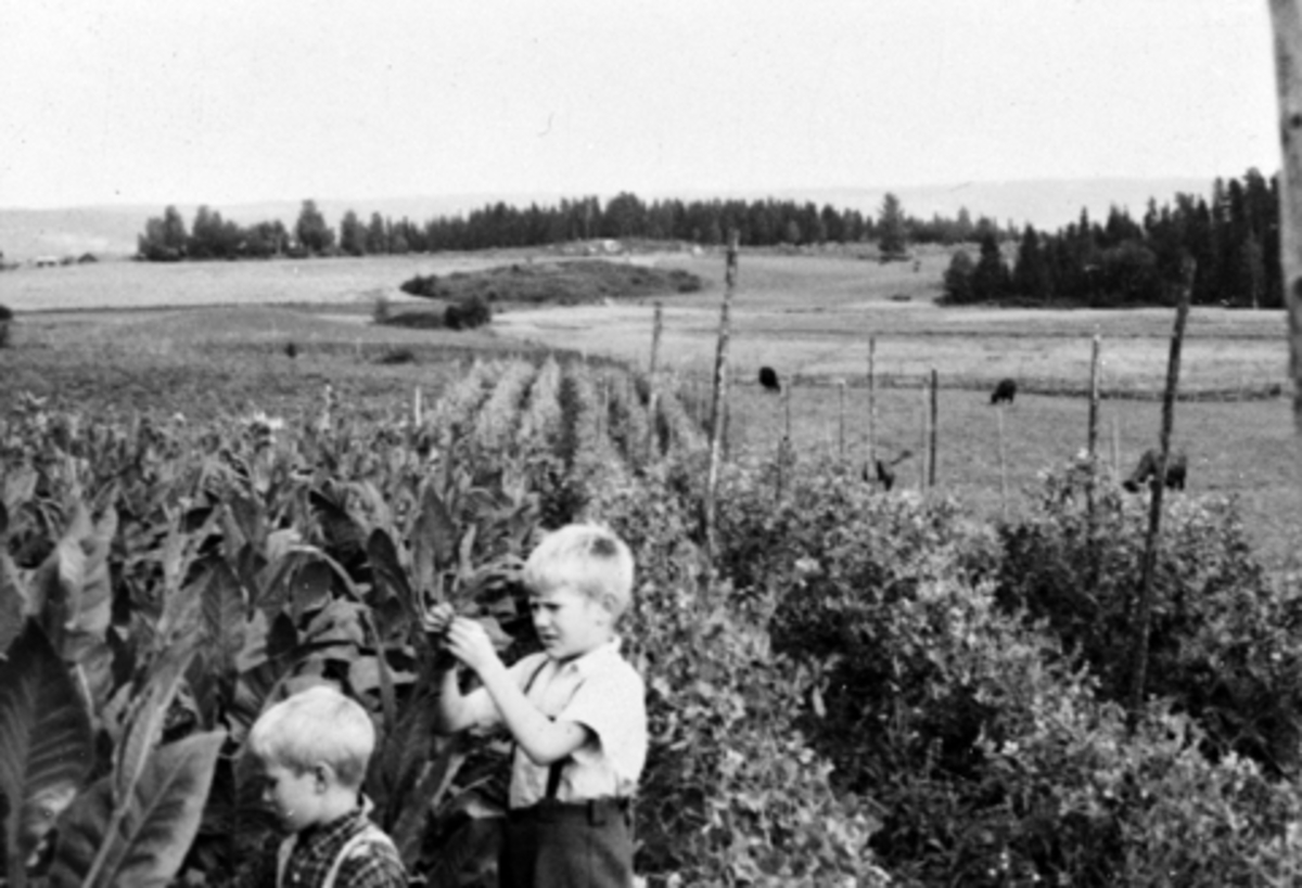 Anno Domkirkeodden, UTHUS GARD I STANGE, DYRKING AV TOBAKK UNDER KRIGEN, ANNAR OG ODD KJELL SKJEGSTAD INSPISERER AVLINGEN, T. V. TOBAKKSPLANTER OG T. H. SUKKERERTER, 2-9-1944. SE ÅRBOKA " GAMMALT FRA STANGE OG ROMEDAL"2004 SIDE 35.