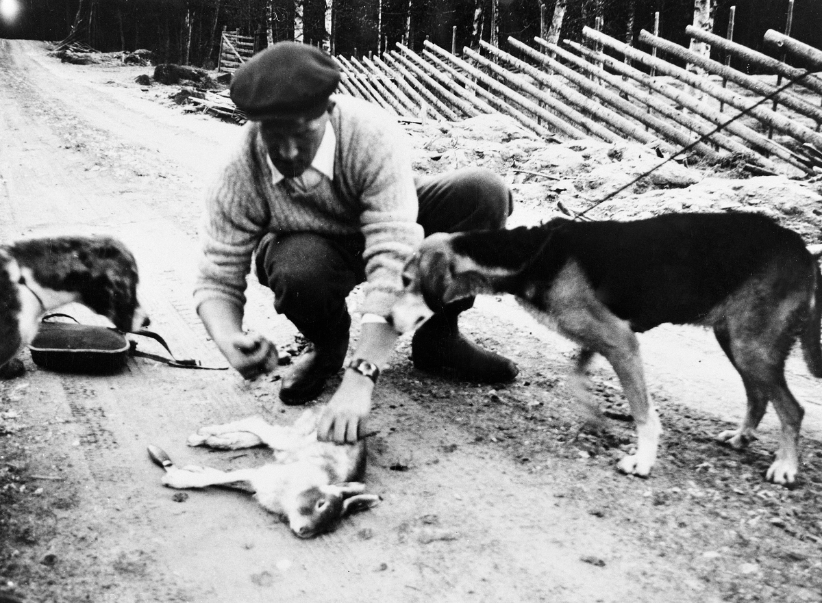 Anno Domkirkeodden, HAREJAKT VED GAMMELSAGA I STANGE, MARTIN ØSTERHAGEN MED JAKTUTBYTTE, HAREHUND