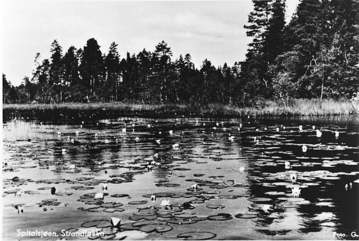 Anno Domkirkeodden, SPITDALSJØEN, STRANDLYKKJA, STANGE, VANLILJER. FOTO G. SANNER.