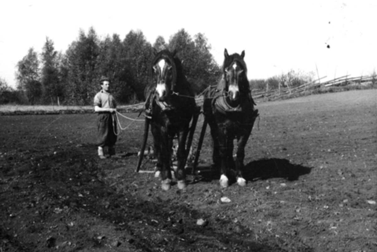 Anno Domkirkeodden, VÅRONN, HESTER I TOSPANN, HARVING, HESTEREDSKAP, SVEN STENSBY, 1940-TALLET.