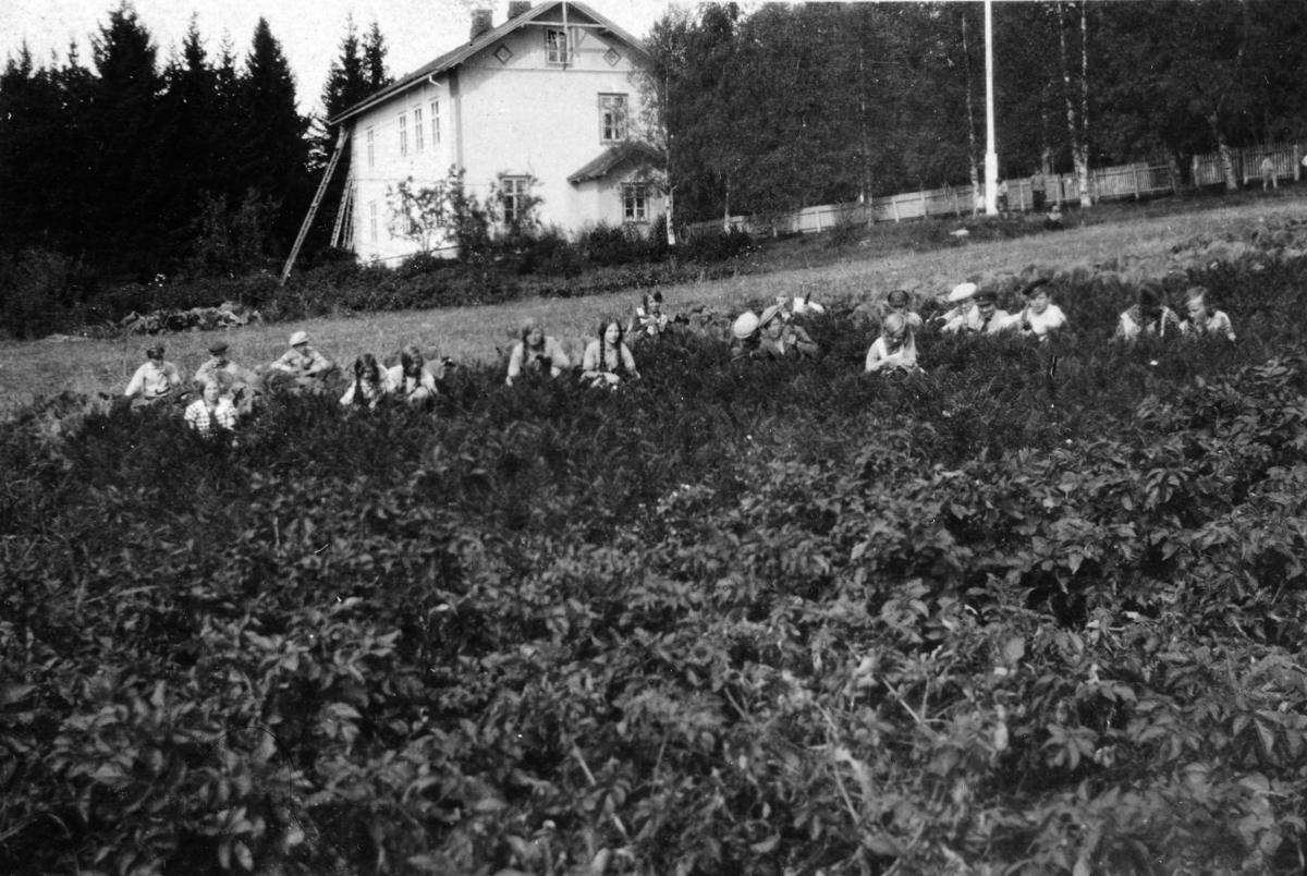 Ukjent, Åsmarka skole i Ringsaker. Skoleelver i skolehagen, ca. 1925. Grunnlegger av skolehagen var lærer Harald Mangerud