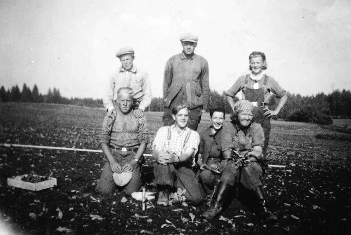 Anno Domkirkeodden, Sakslund gård i Stange. Planting av kålplanter? Ukjente. gardsarbeid.