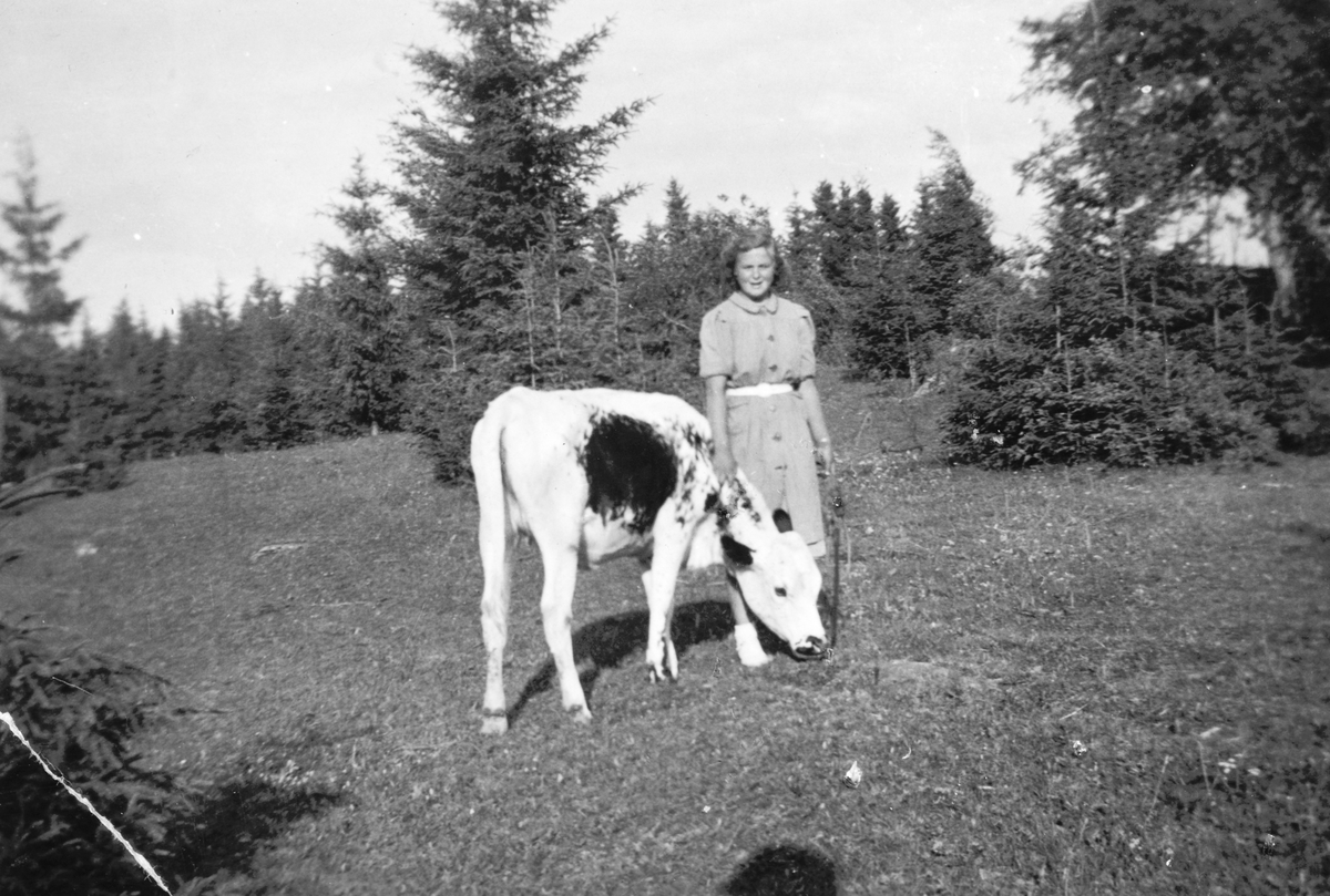 Anno Domkirkeodden, Inger Jensbak fra Grinerud med kua i Sakslundhagan. Grinerud var en opprinnelig husmannsplass under Sakslund som ble småbruk.