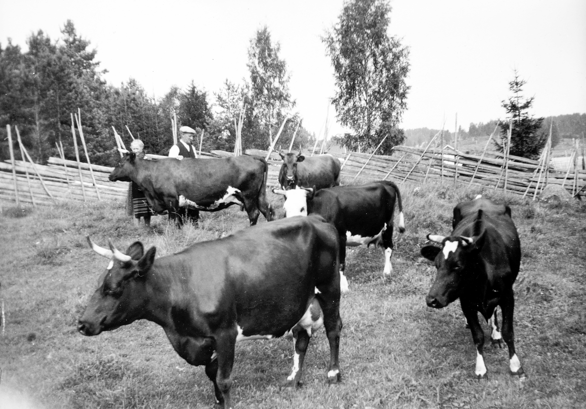 Ukjent, Måsjø Nordre, Tangen. Kyr på beite. F. v. Kjellaug Lysgaard og Ove Lysgaard. 1950.