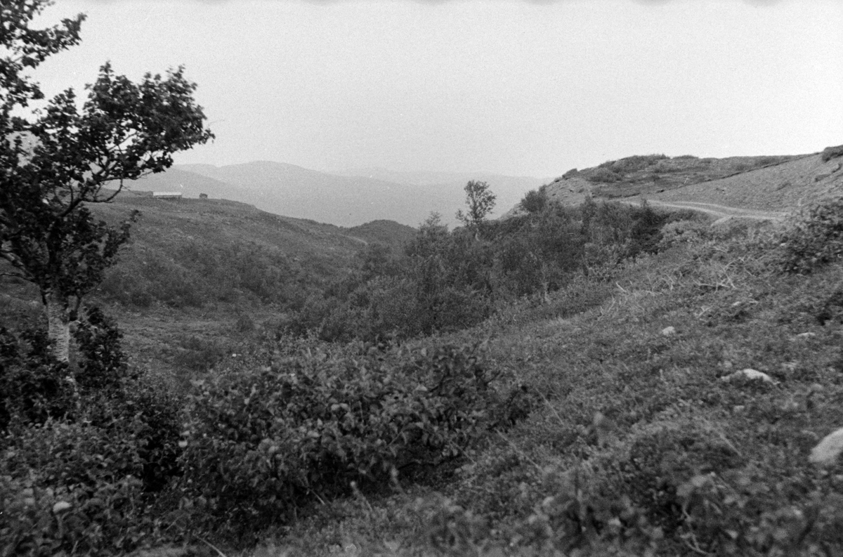 Adolf Skjegstad, ASK-01873