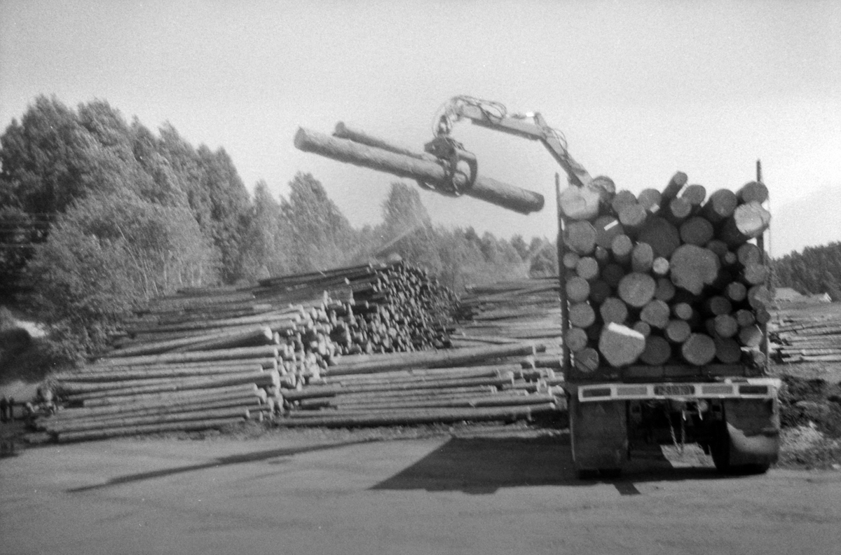 Adolf Skjegstad, ASK-01929