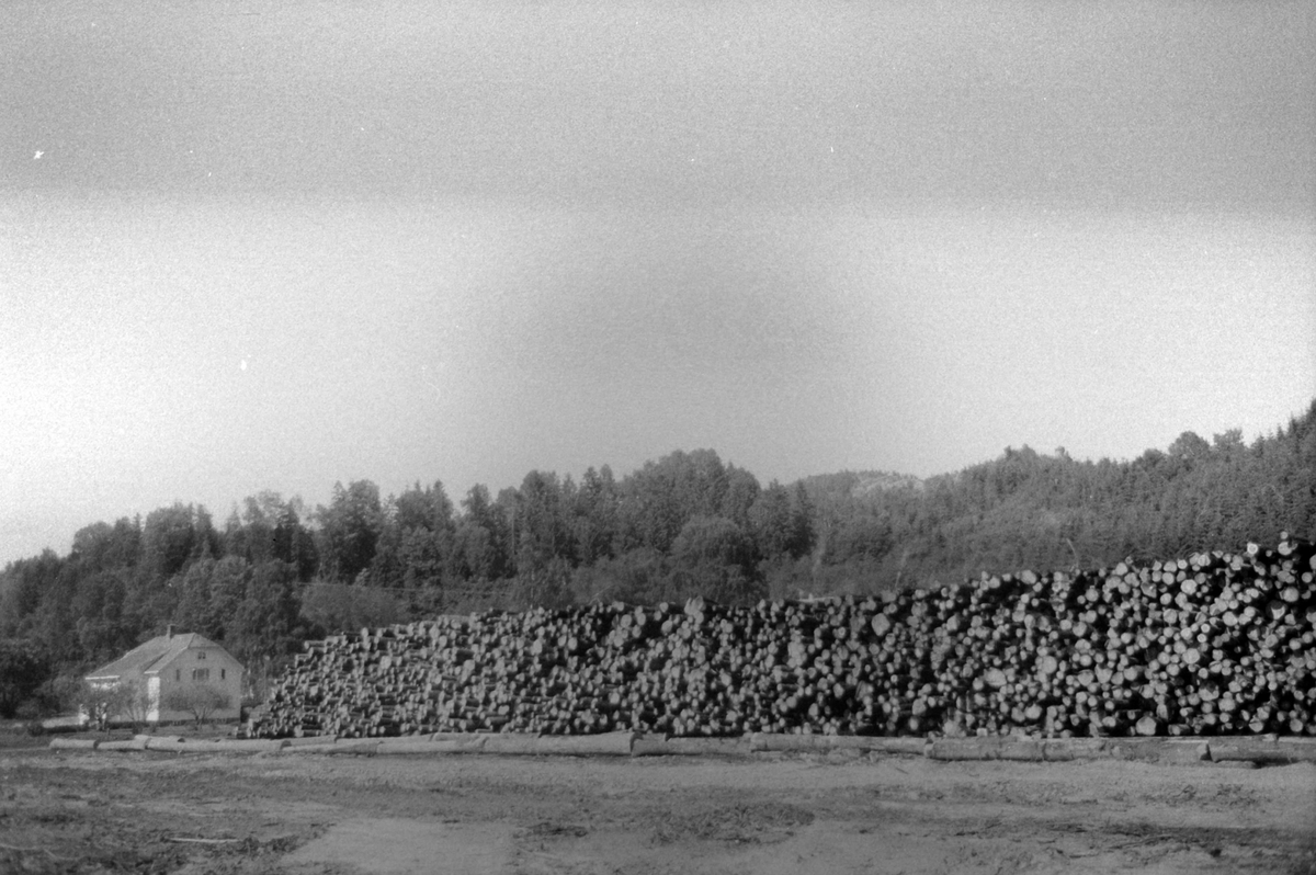 Adolf Skjegstad, ASK-01934