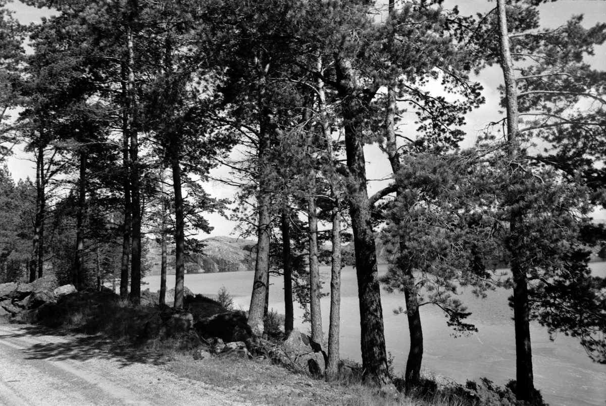 Adolf Skjegstad, ASK-01963