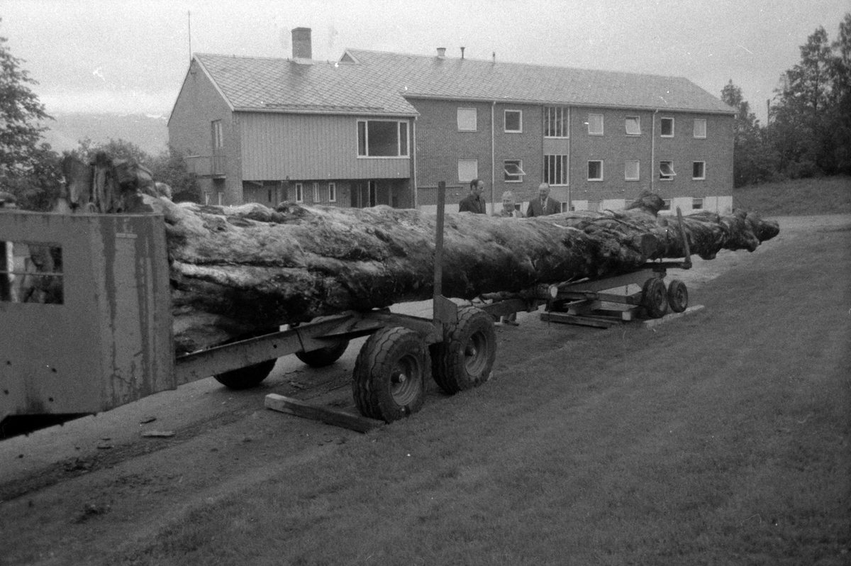Adolf Skjegstad, TRANSPORT AV TØMMERSTOKK.