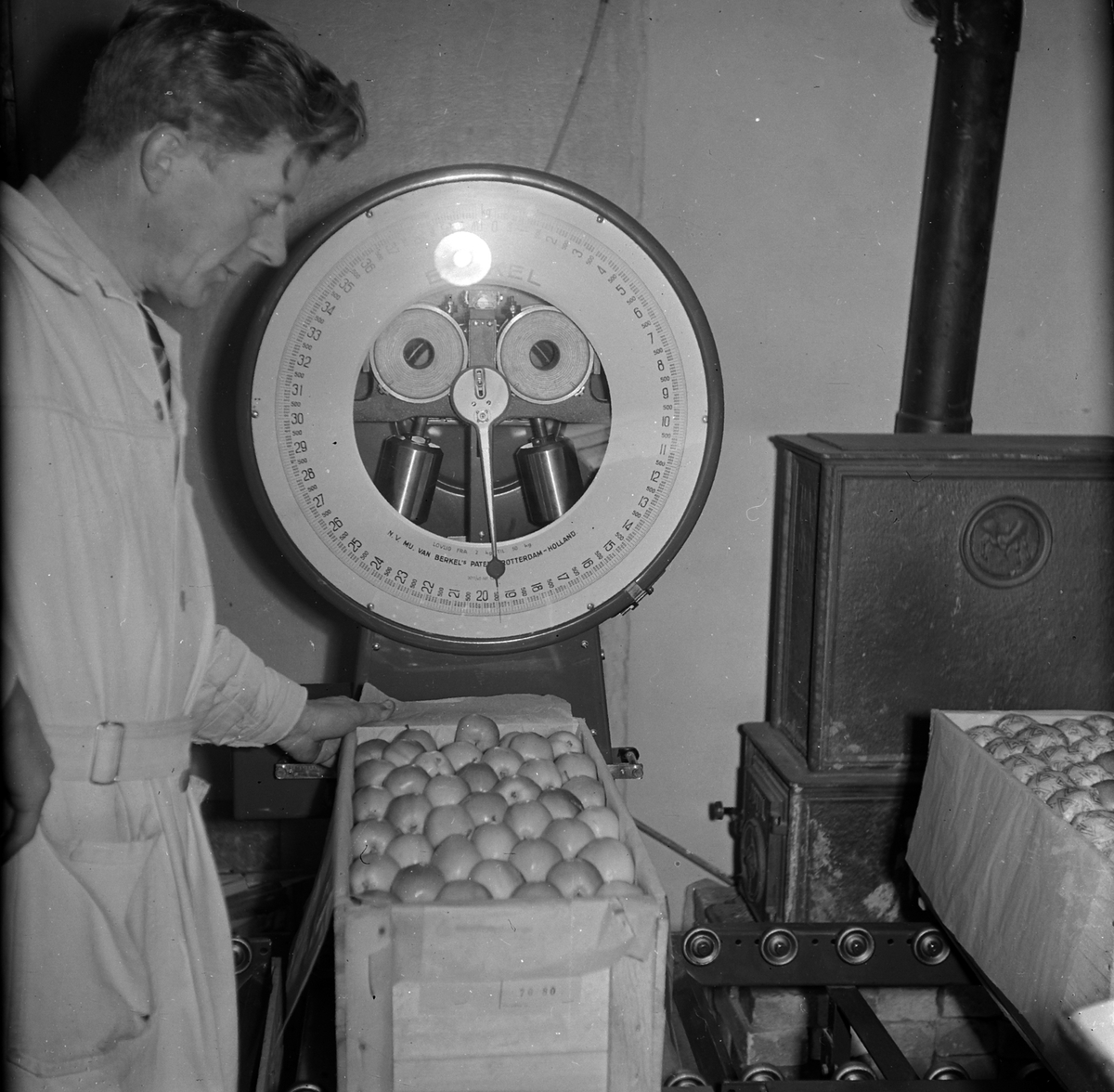 Adolf Skjegstad, VEING AV EPLER, FRUKT, VEKT.