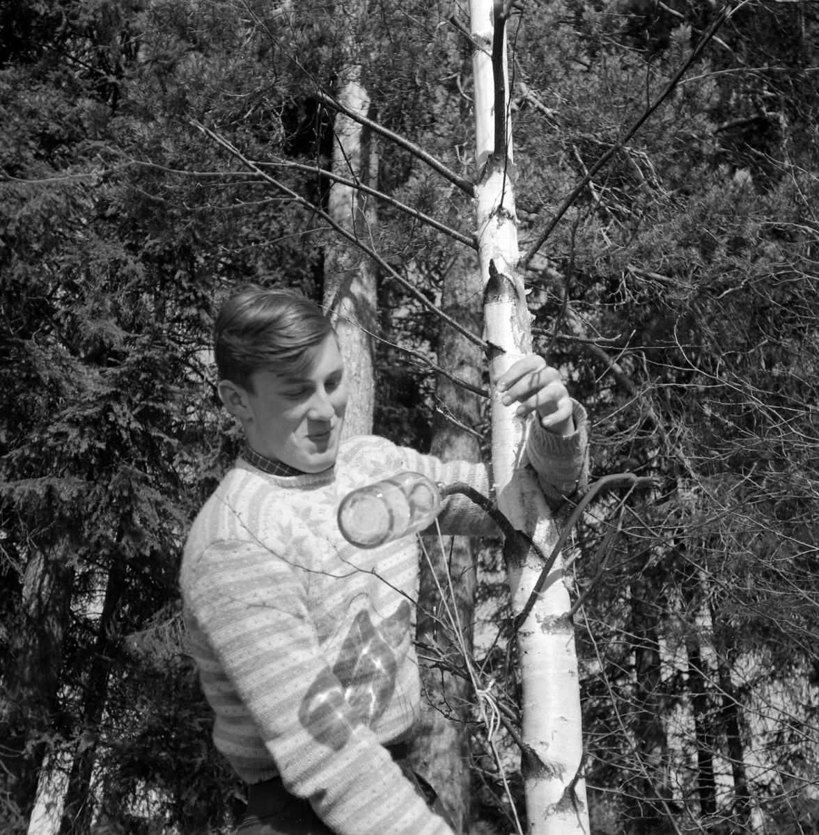 Adolf Skjegstad, ANNAR SJEGSTAD TAPPER BJØRKESAFT PÅ GLASS.