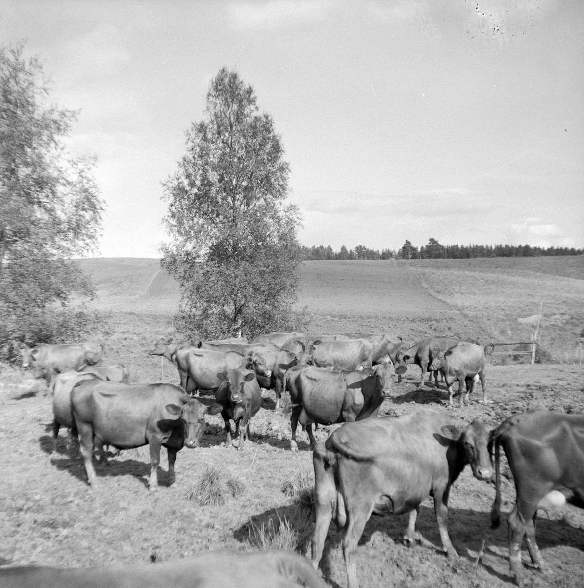 Adolf Skjegstad, KYR PÅ BEITE, HUSDYRHOLD.