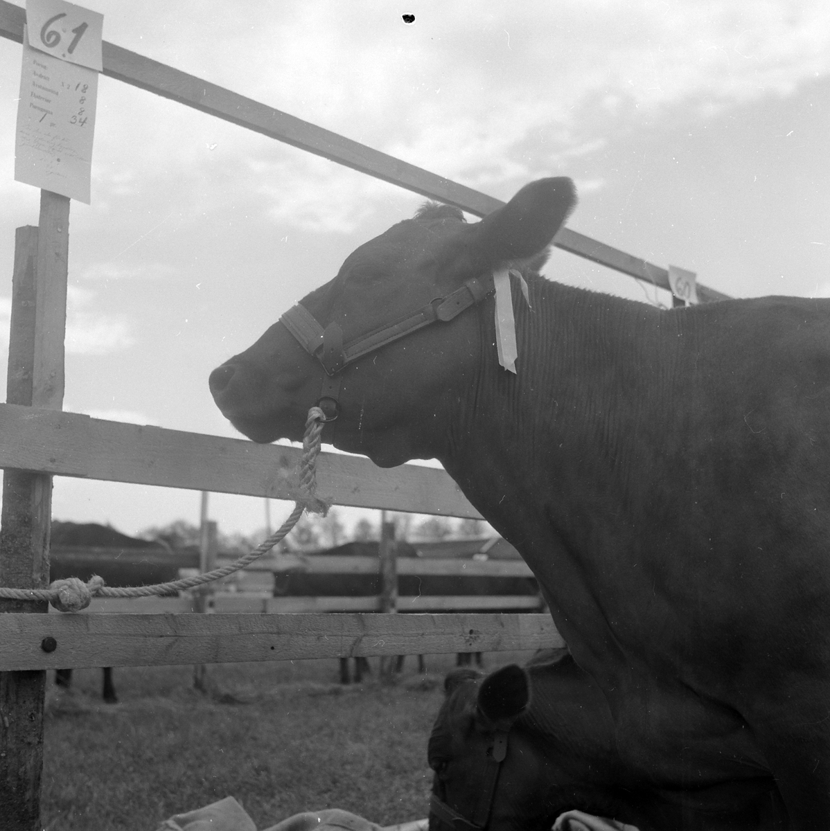 Adolf Skjegstad, Utstillingsplassen, fesjå, Hamar.