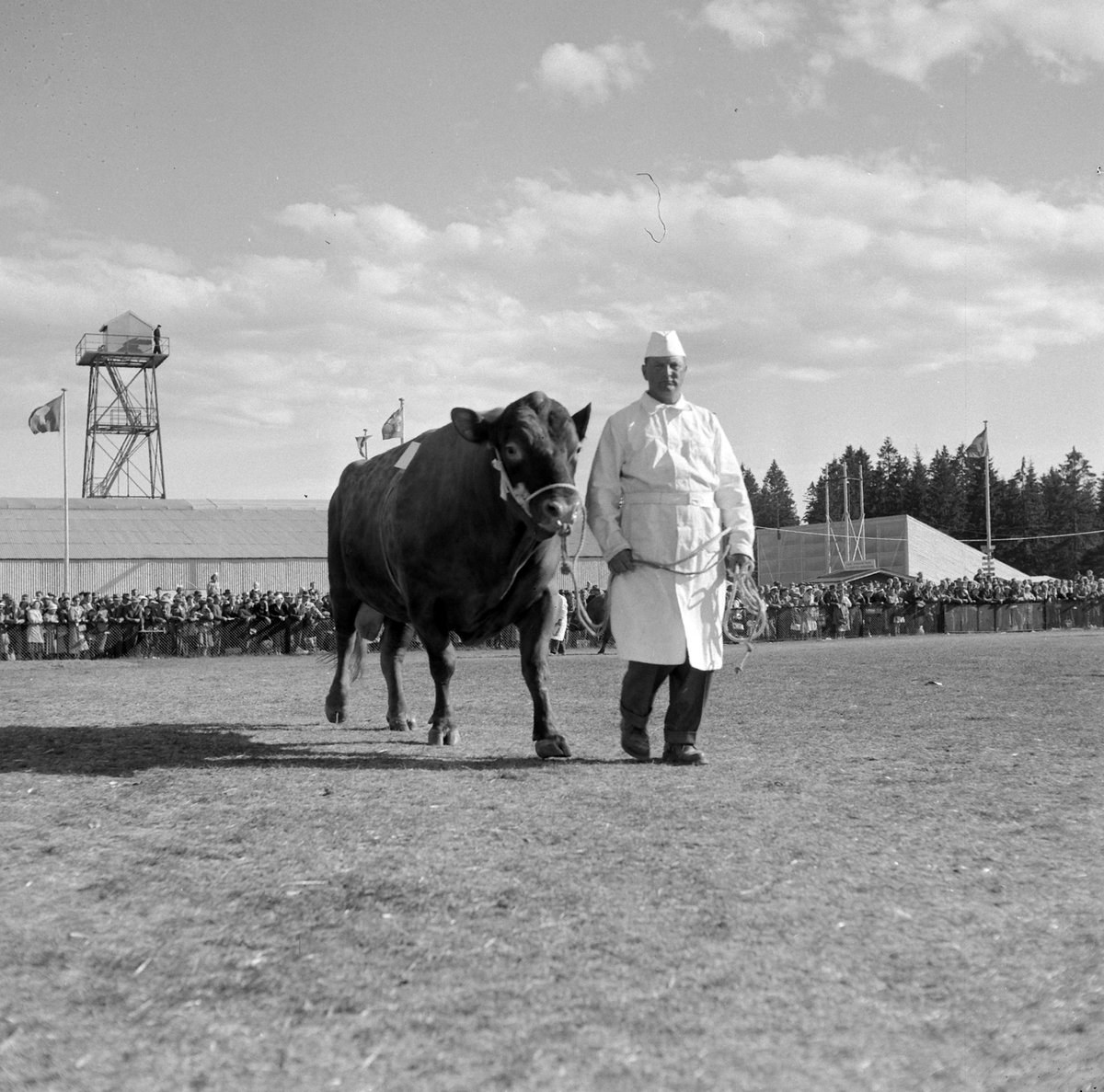 Adolf Skjegstad, ASK-03145