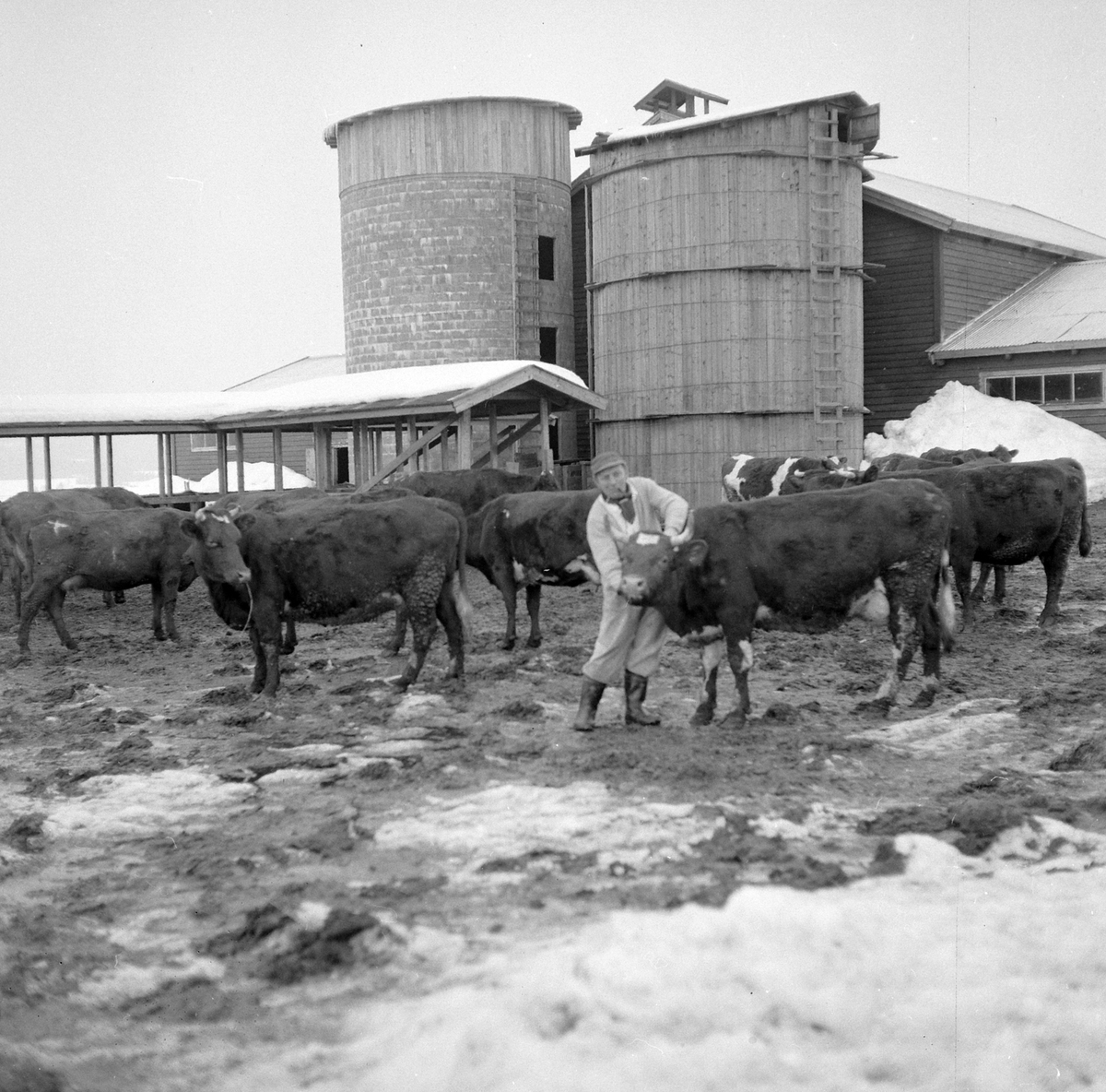 Adolf Skjegstad, ASK-03395