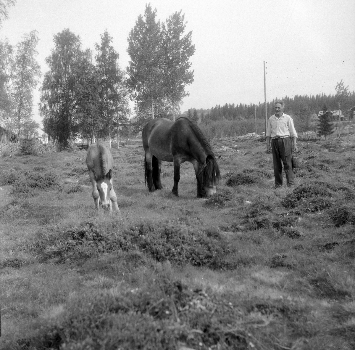 Adolf Skjegstad, ASK-03540