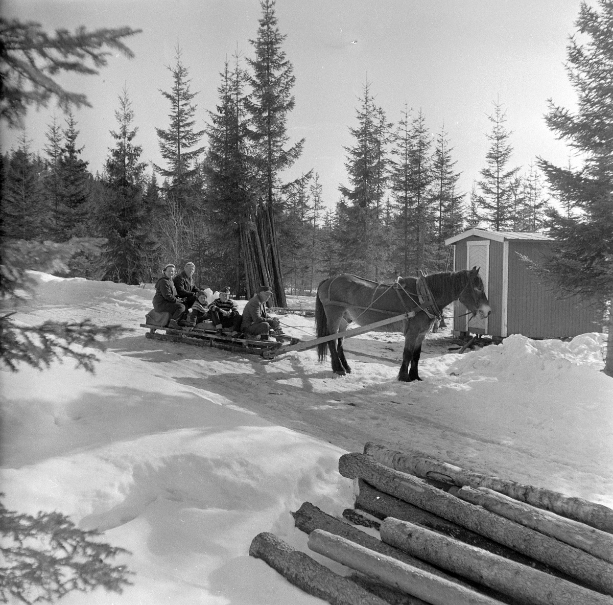 Adolf Skjegstad, HEST OG SLEDE