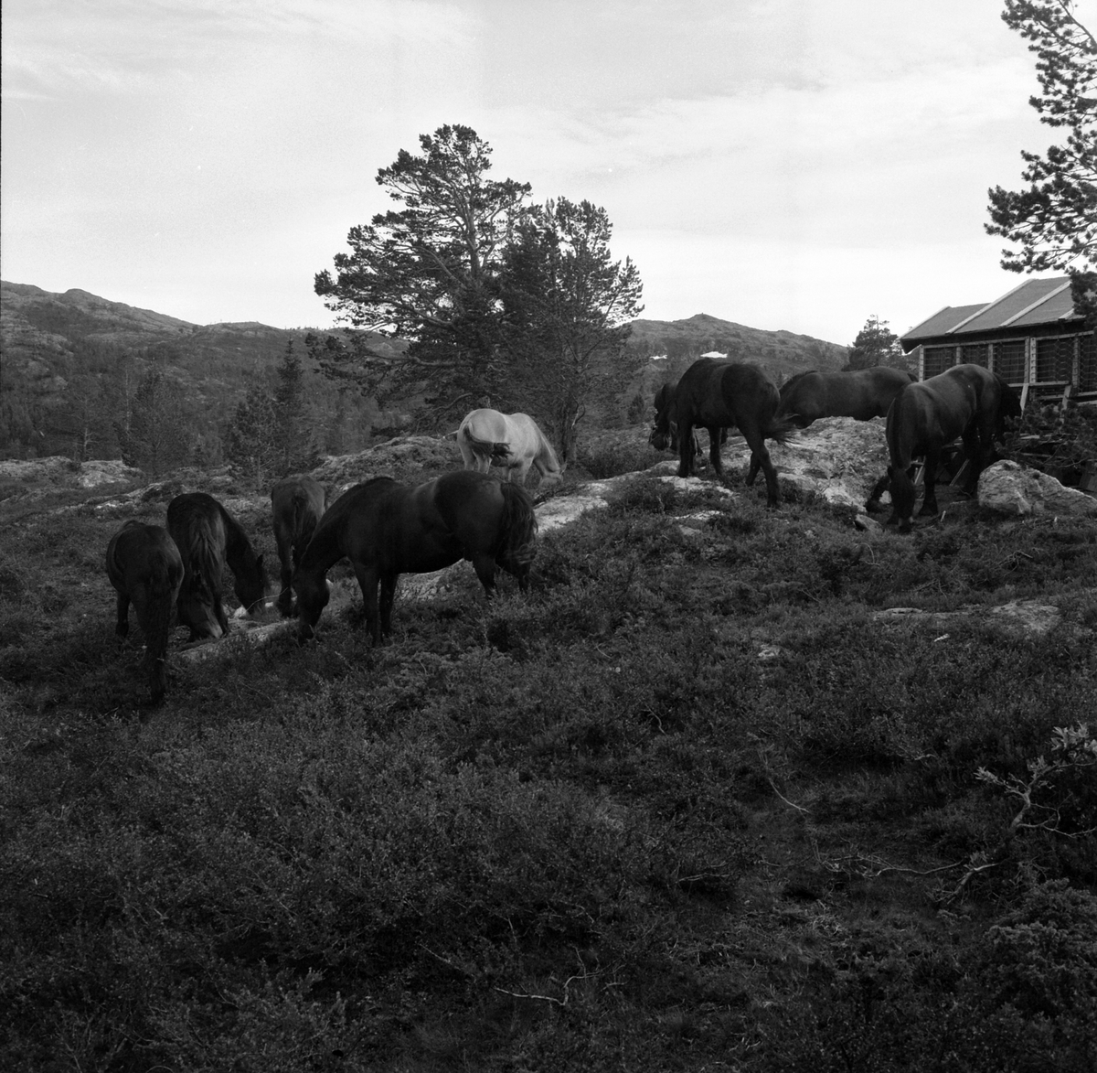 Adolf Skjegstad, ASK-04203